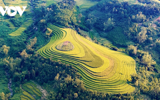 Lên biên giới Bình Liêu ngắm lúa vàng, lau trắng