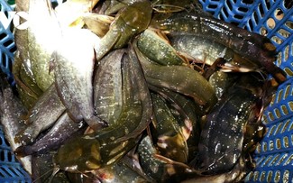 Le marché aux poissons de Hoà My pendant la saison des eaux