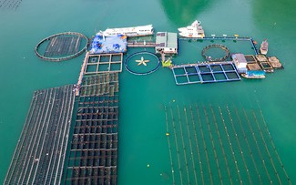 Quang Ninh: l’aquaculture s’adapte aux catastrophes naturelles