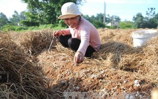 Dong Thap, où champignon rime avec million