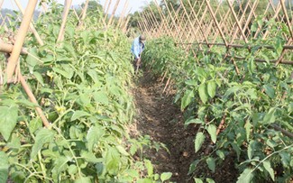 La nouvelle ruralité à Bac Kan