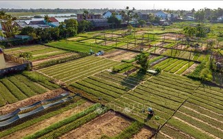 Làng rau Trà Quế -  "Làng du lịch tốt nhất thế giới" năm 2024