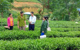 Những sản phẩm chè OCOP của Thái Nguyên