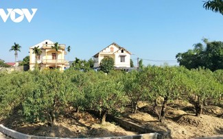 Hồi sinh mùa hoa Tết tại “thủ phủ” đào Cam Giá, Thái Nguyên