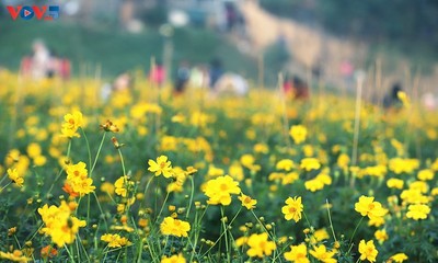 Ein wunderschöner Blumenteppich am Fuße der historischen Long-Bien-Brücke