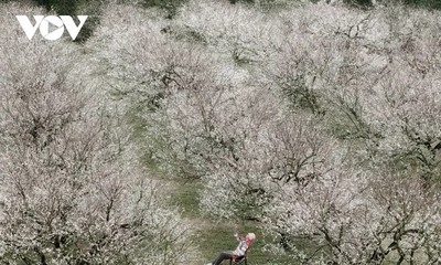Winterblumen auf dem Moc-Chau-Plateau