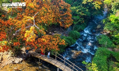 Die Blütezeit der wilden Kandelbäume in Gia Lai
