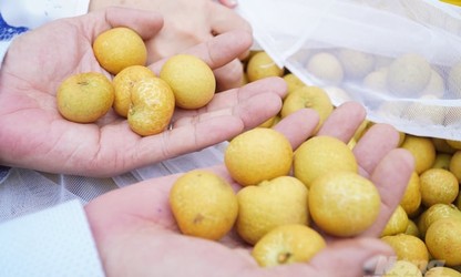 Mekong Delta seeks fruit branding for export