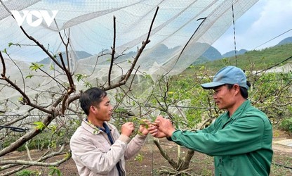 Son La targets agricultural breakthroughs to drive growth 