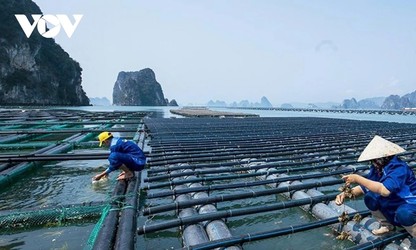 Aquakultur in Quang Ninh passt sich Naturkatastrophen an