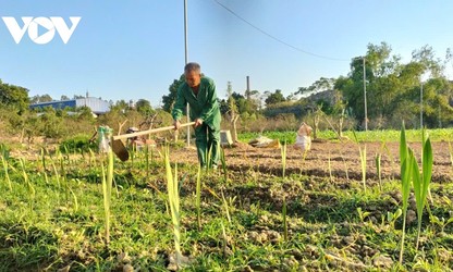 Возрождение садов к сезону новогодних цветов в «персиковой столице» Камзя провинции Тхайнгуен