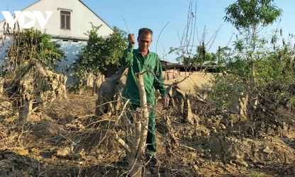 타이응우옌성 깜자 ‘복숭아꽃의 본고장’, 설맞이 꽃 수확으로 활기