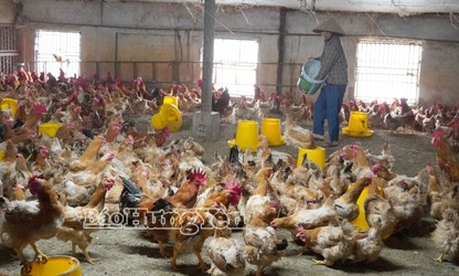 À Hung Yên, l’essor d’une agriculture circulaire et high-tech