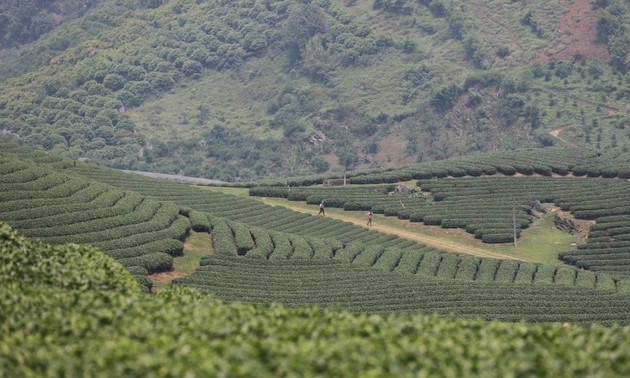 Pariwisata Propinsi Son La Pulih dengan Kuat Pasca Pandemi Covid-19