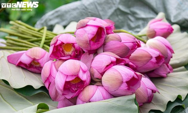 Hanoi Dipenuhi dengan Aroma Teratai