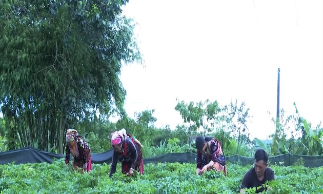Herbal Ciptakan “Taman Sejahtera” di Dataran Tinggi Lai Chau