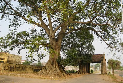 La estructura tradicional de las aldeas de los Kinh