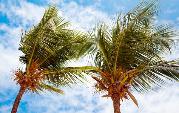 Nam Yet, isla de cocos en el archipiélago de Truong Sa 