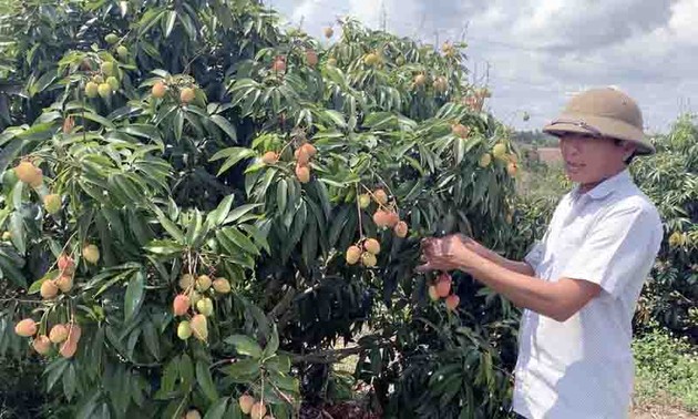 Lichi, nueva fuente de ingresos para los agricultores en Ea Kar