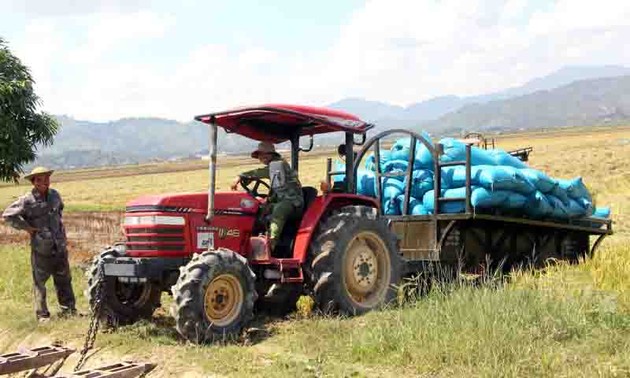 Cosecha abundante en los campos del distrito de Lak