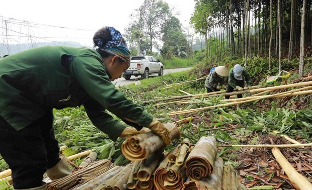 Vietnam se esfuerza por continuar siendo el mayor exportador mundial de canela