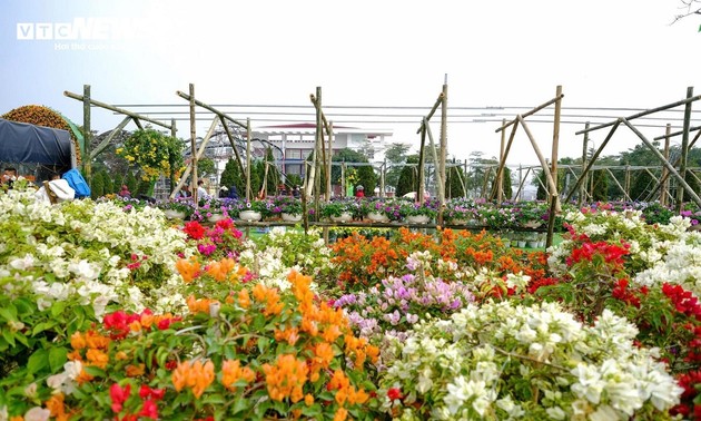 Festival de las Flores de Me Linh 2024 resalta con colores brillantes del pueblo floricultor