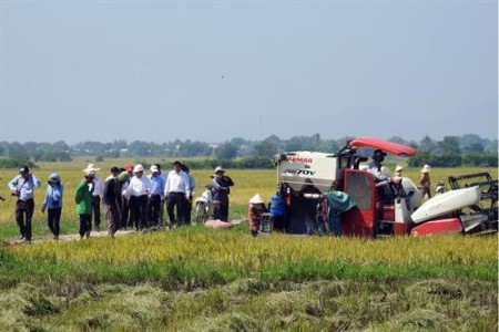 La construcción del modelo de producción “Campo Grande” en Ninh Thuan 