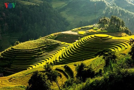 Celebrarán tercer Festival del Arroz de Vietnam 