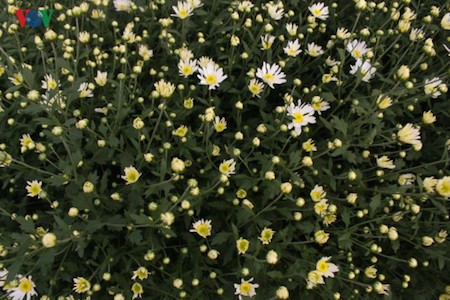 Hermosas margaritas de ojo de buey en el pueblo de flores de Nhat Tan