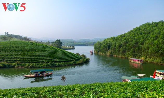 La belleza de las islas de té Thanh Chuong