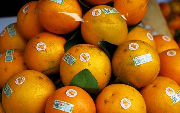 Naranja, producto estratégico de la provincia norteña de Hung Yen