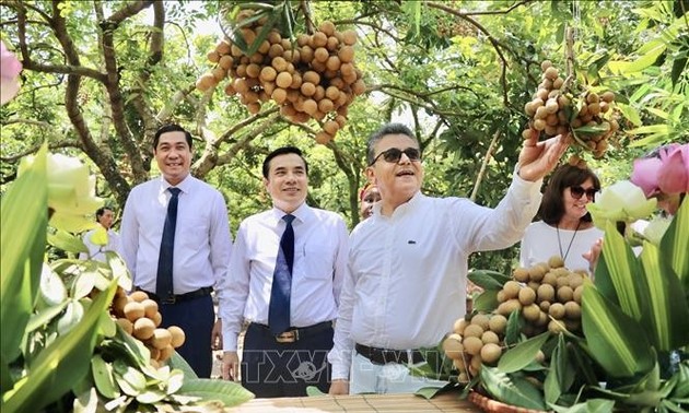 Hung Yen promociona longan a importadores extranjeros