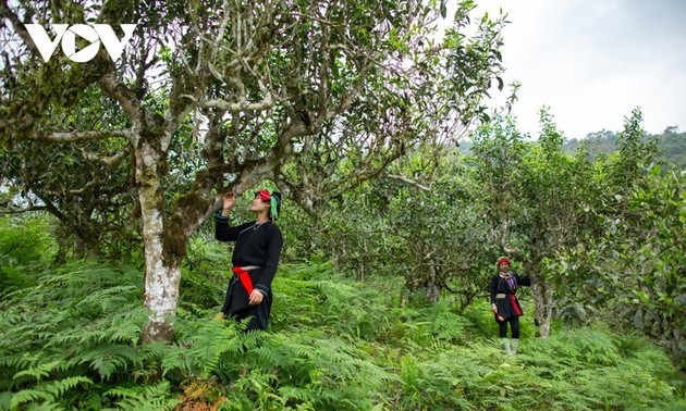 Descubren el té más caro de Vietnam