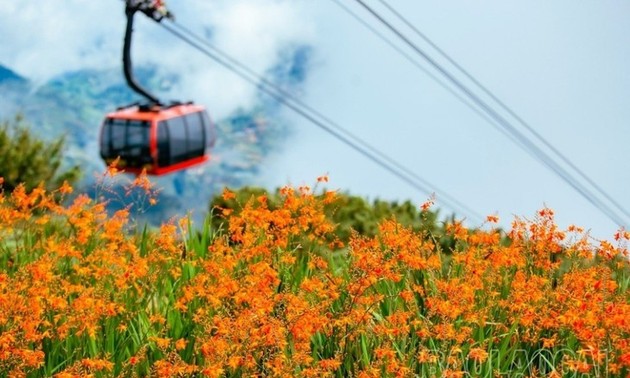 El brillo del Festival de las Flores Crocosmia 2024 en Sa Pa