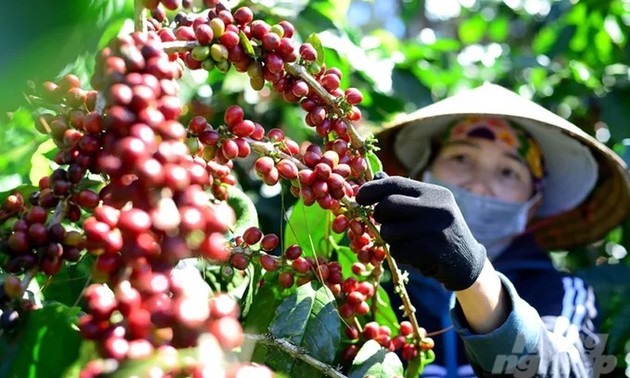 El café vietnamita alcanza nuevo récord de exportación