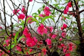 越南语讲座：越南人过春节前的一些主要活动