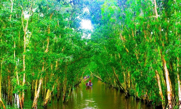 La forêt de cajeputiers de Trà Su