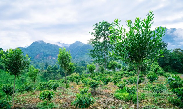 Diversifier les cultures pour un avenir durable à Tuân Giao, Diên Biên