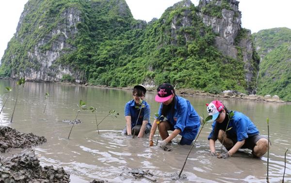 JICA project helps protect Ha Long Bay environment