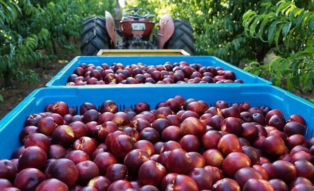  Australia pilots exporting peaches and nectarines to Vietnam