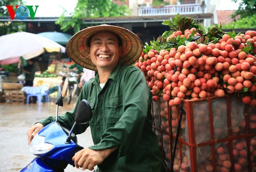 ລະດູການເກັບກູ້ໝາກລິ້ນຈີ່ຢູ່ລູກຫງ້ານ