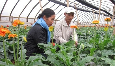 Die Neuorganisation der Ackerflächen in Gemeinden rund um Hanoi 