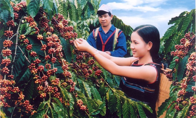 Gemeinsames Vertragsmodell für Kaffee-Export 