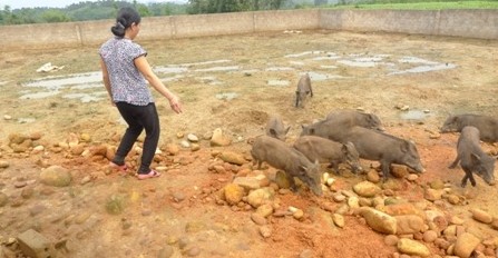 Ninh Moc Sau entkam die Armut durch Zucht der Wildschweine