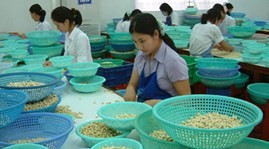 Vietnam ist der weltweit größte Cashewnüsse-Exporteur in den vergangenen acht Jahren