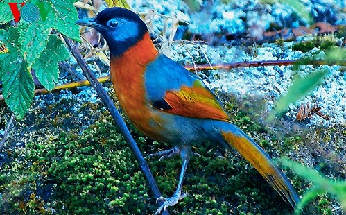 Fotos von Vogelarten in Vietnam, die vor dem Aussterben gedroht sind 