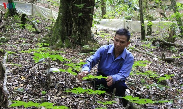 Xo Dang-er in Kon Tum schaffen Wohlstand mit Anbau von Ginseng