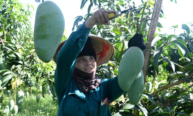 Provinz Son La fördert den Export von Agrarprodukten