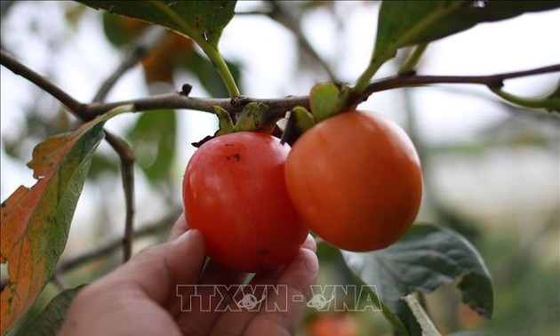 Spezialitäten aus Kakipflaumen in Da Lat