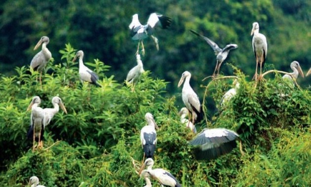 Entdeckung des Vogelgartens Thung Nham in der Provinz Ninh Binh